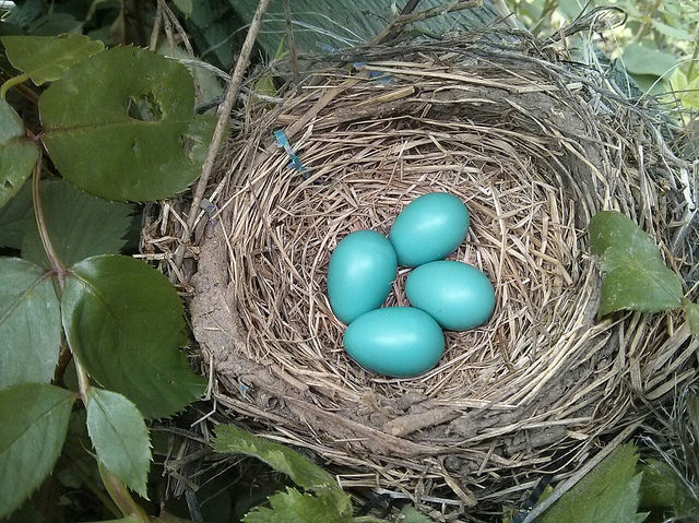 nest