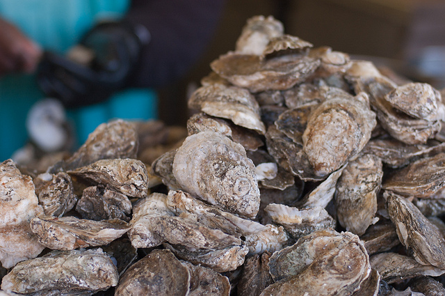 oysters