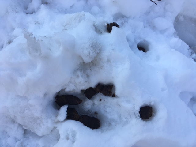 snow poop