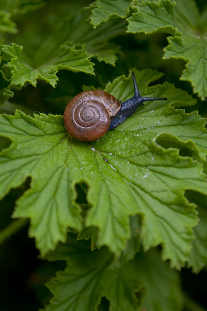 snail