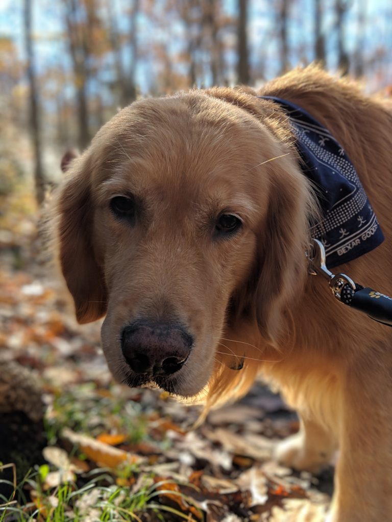 sweet pup