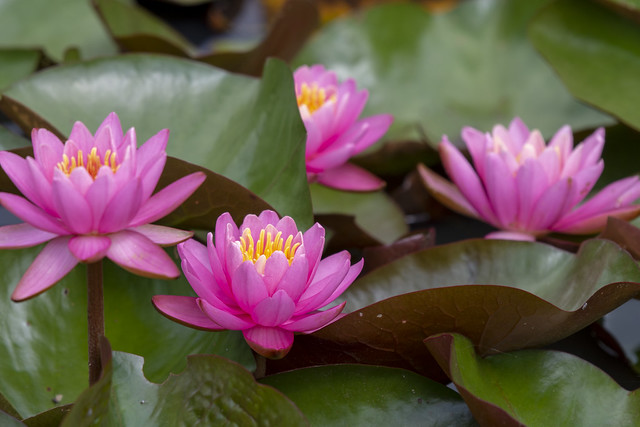 Cluster of lilies