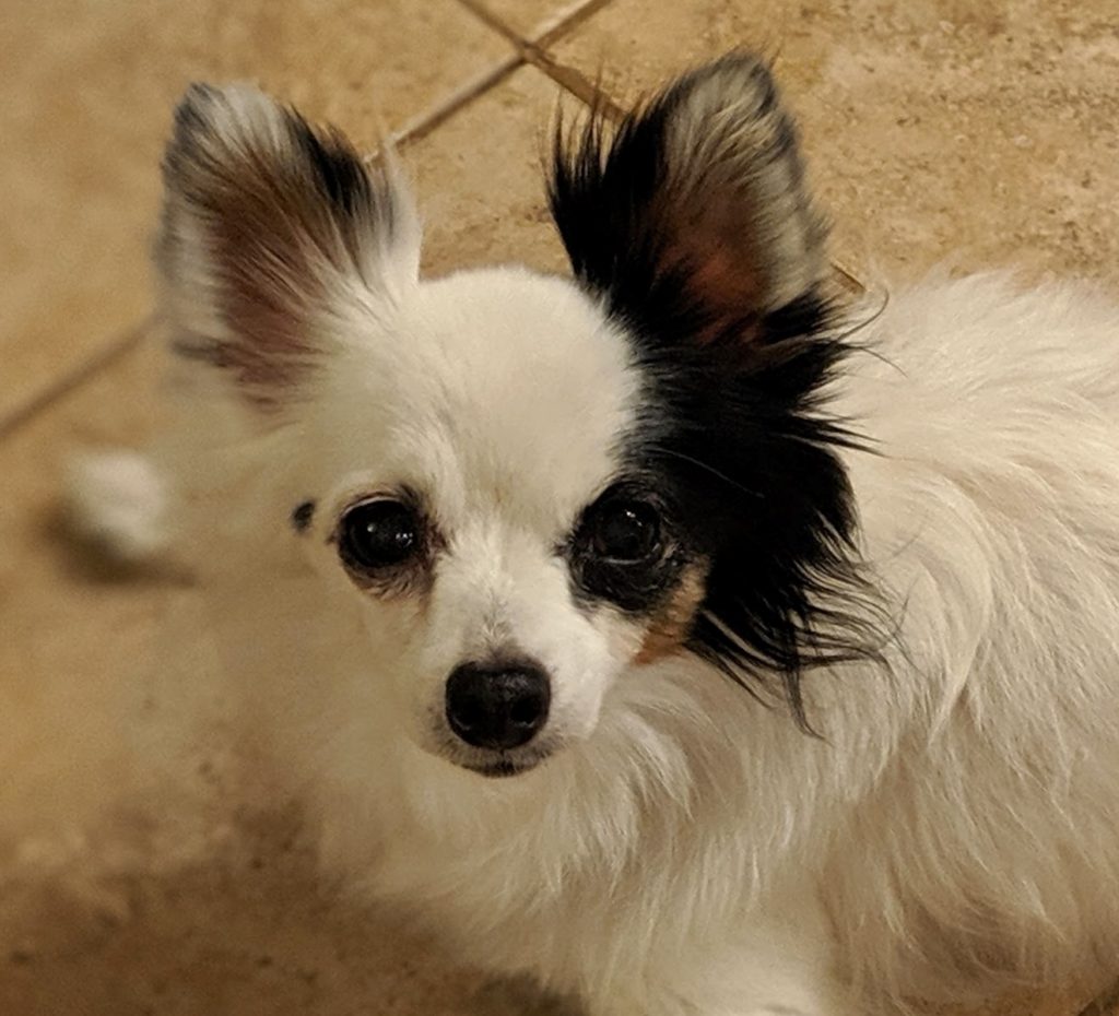 Adoptville Poppy 7.19.19
