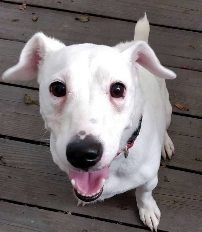 Adoptville Action Jackson 8.2.19