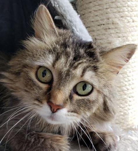 Adoptville Shorty 8.2.19