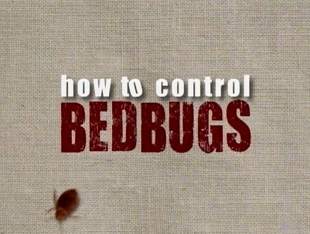 bedbugs