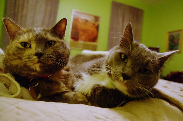 cats