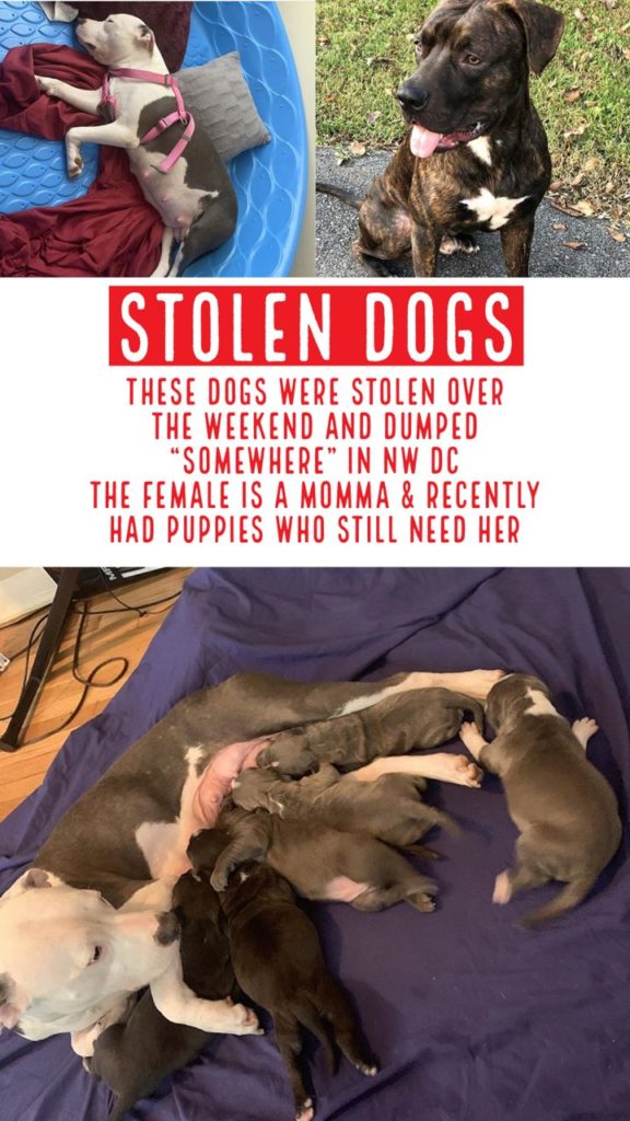 stolen dogs