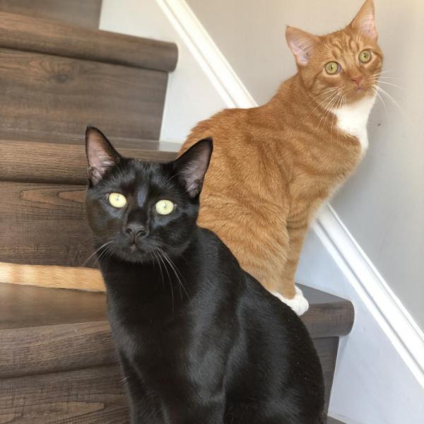 Quazi and Icarus