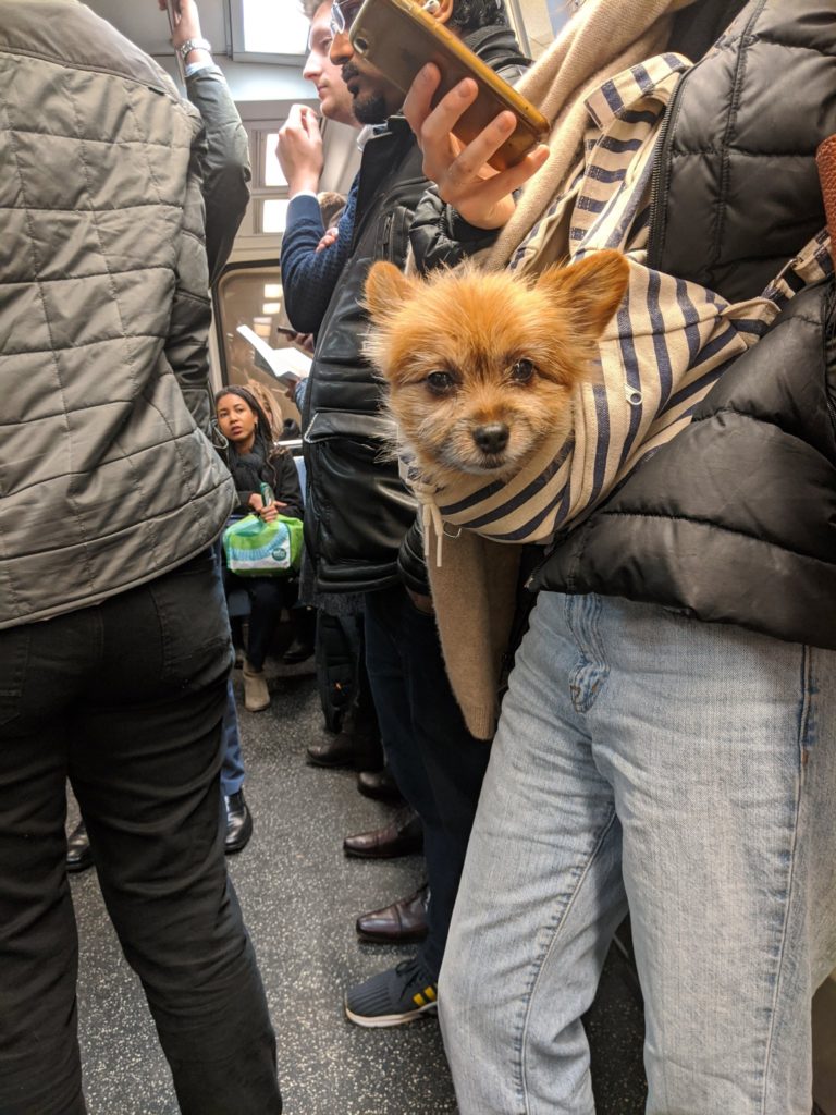 pup