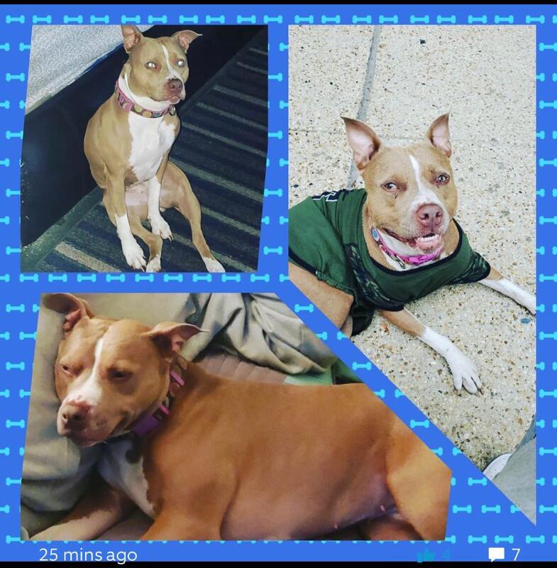 STOLEN DOG_Lady
