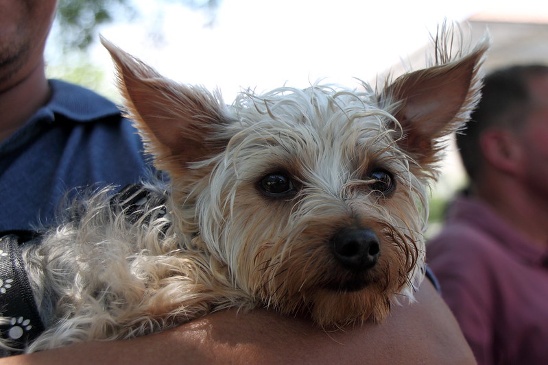 yorkie