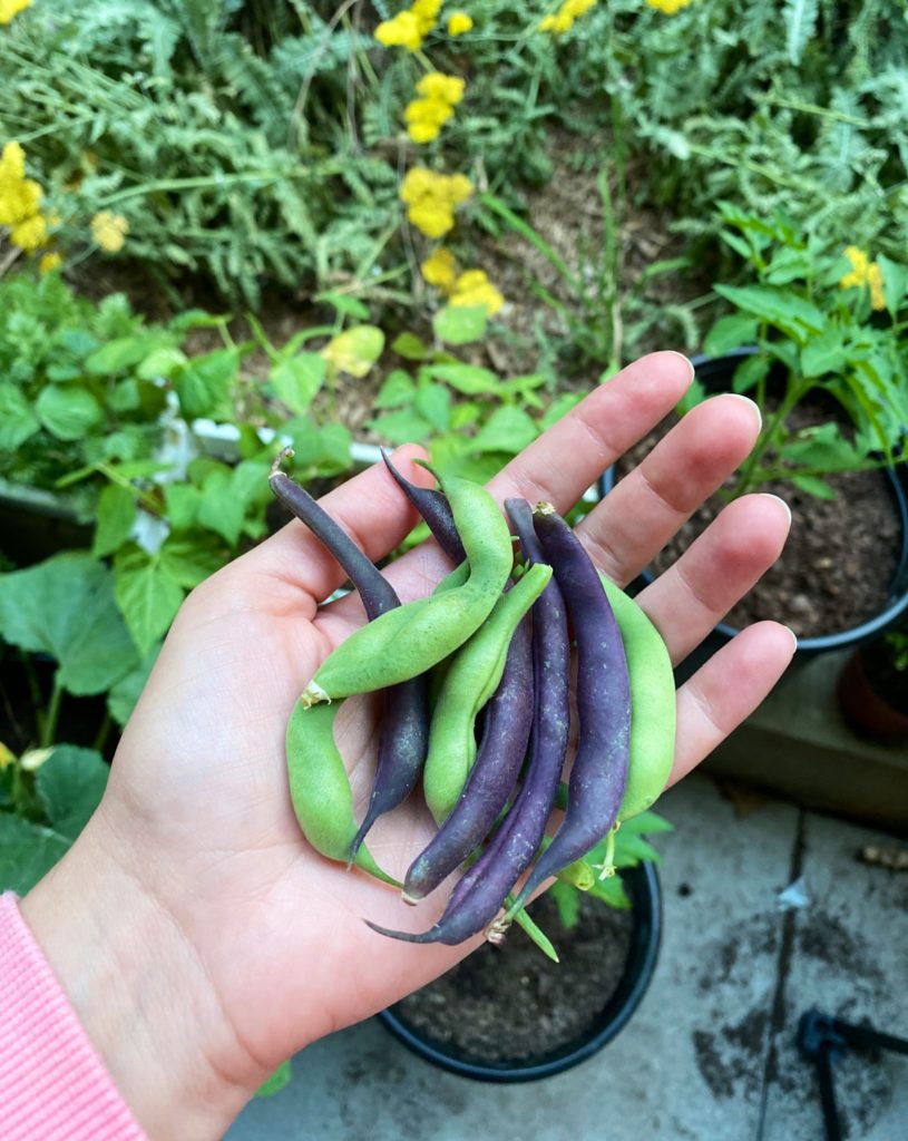 beans