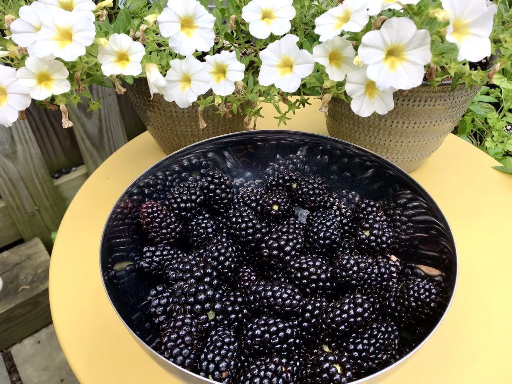 blackberries