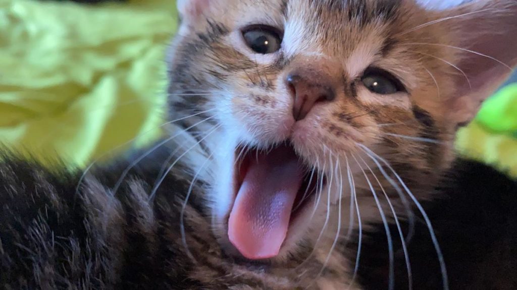 Bro kitten