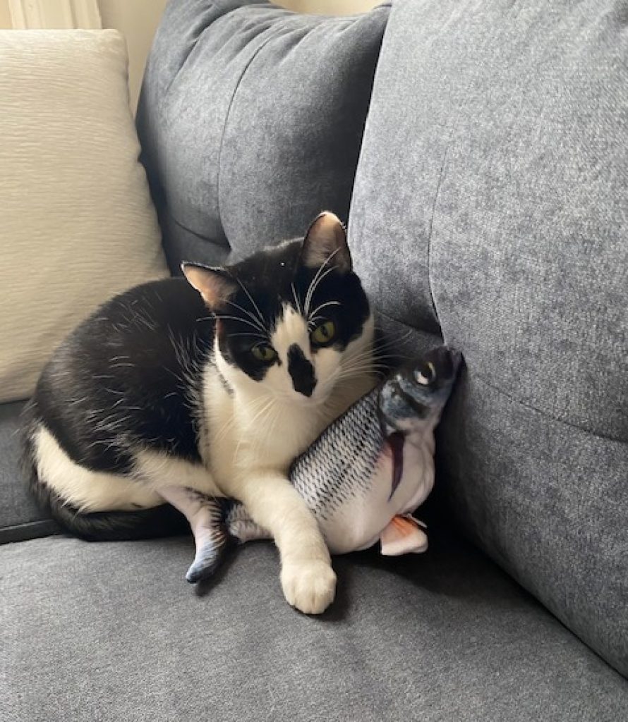 felix