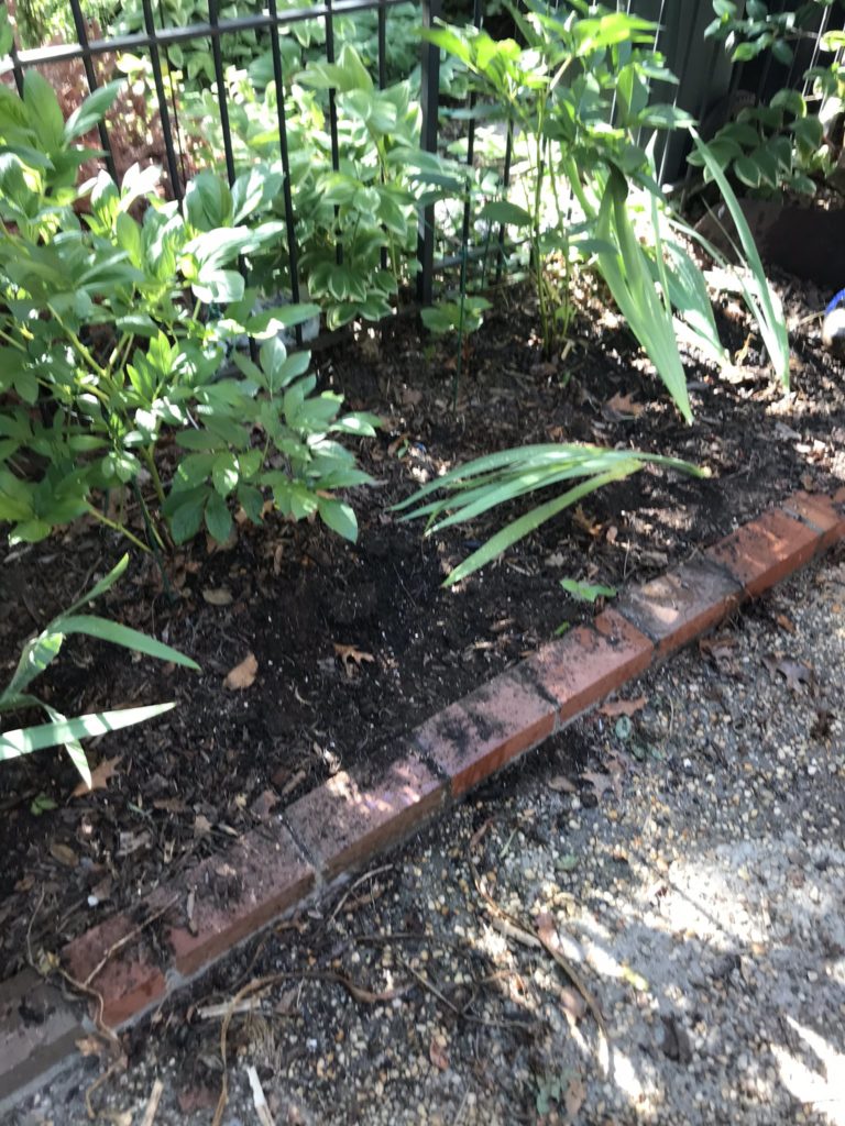 plants