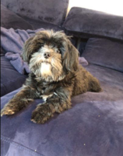 stolen pup