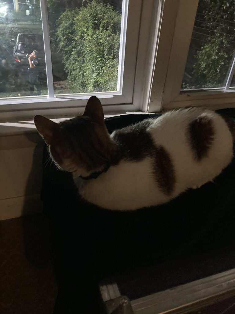 cat