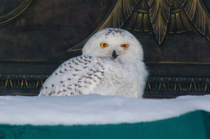 snowy owl dc