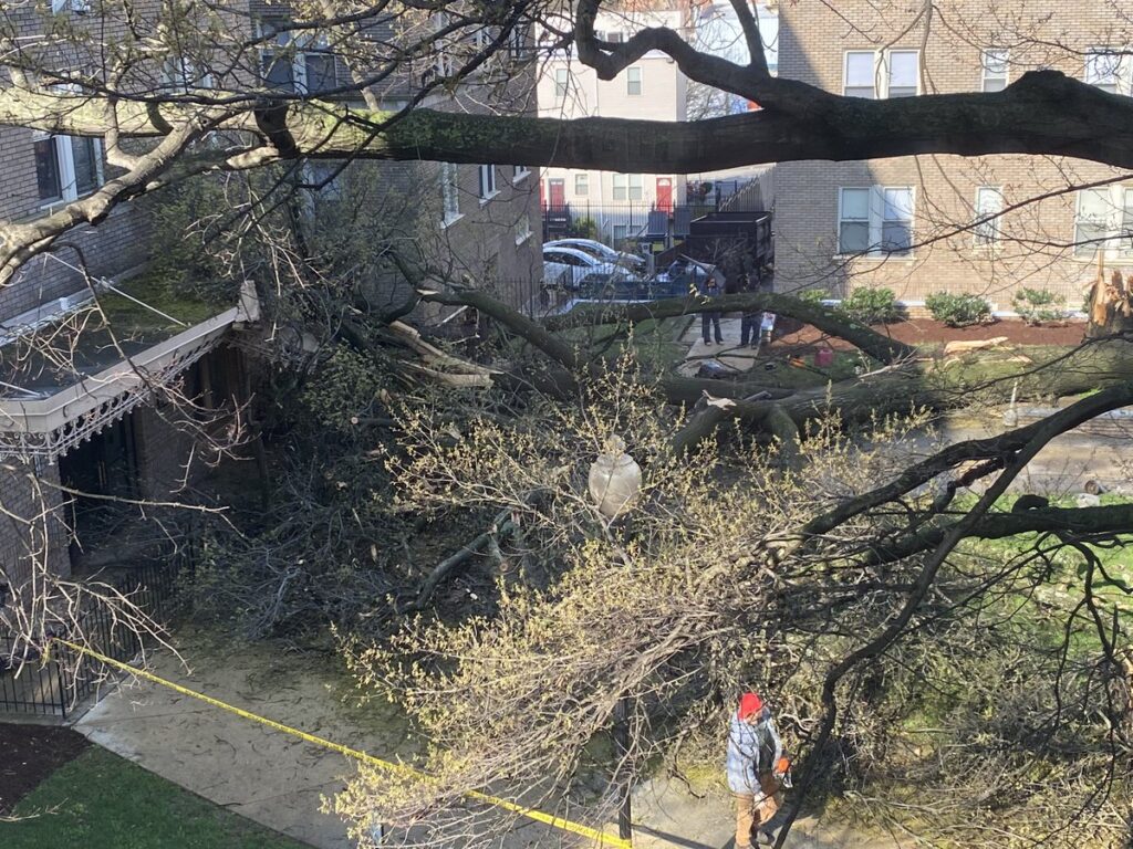 tree down