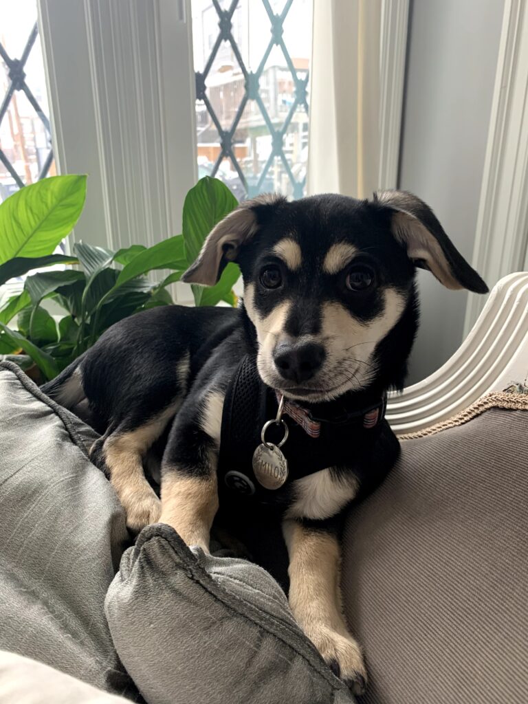 Milo Feb 21