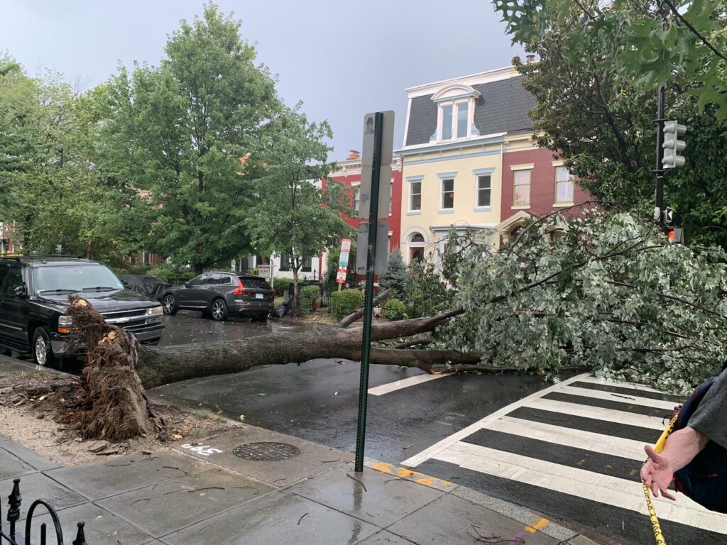 tree down