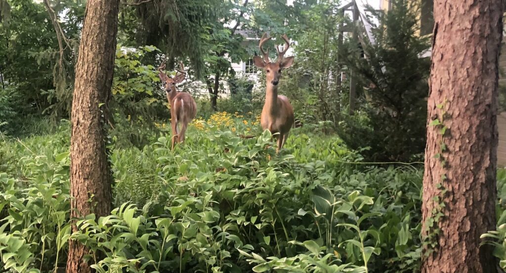 two deer