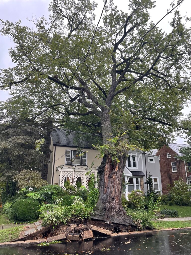 giant tree down popville