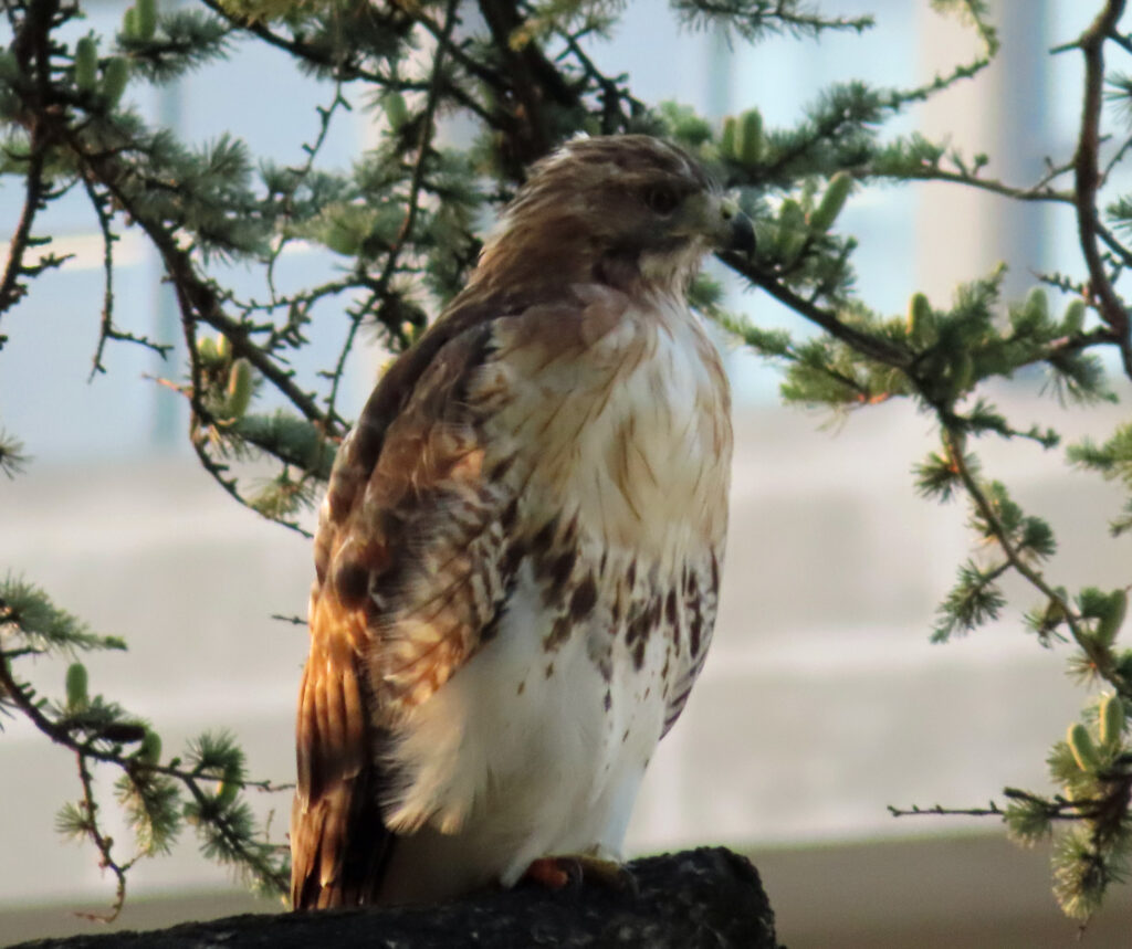 sep12hawk2