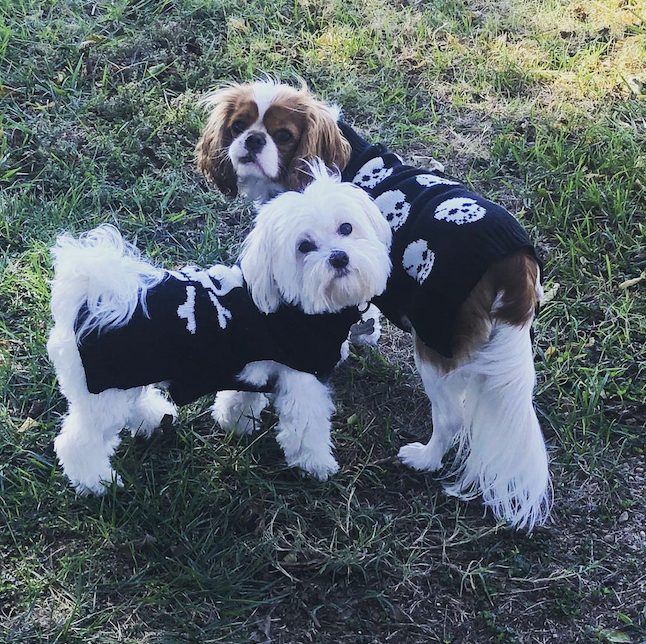 dogs