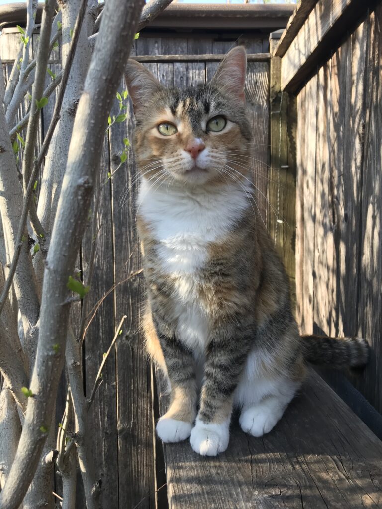 Foxxy in the fall