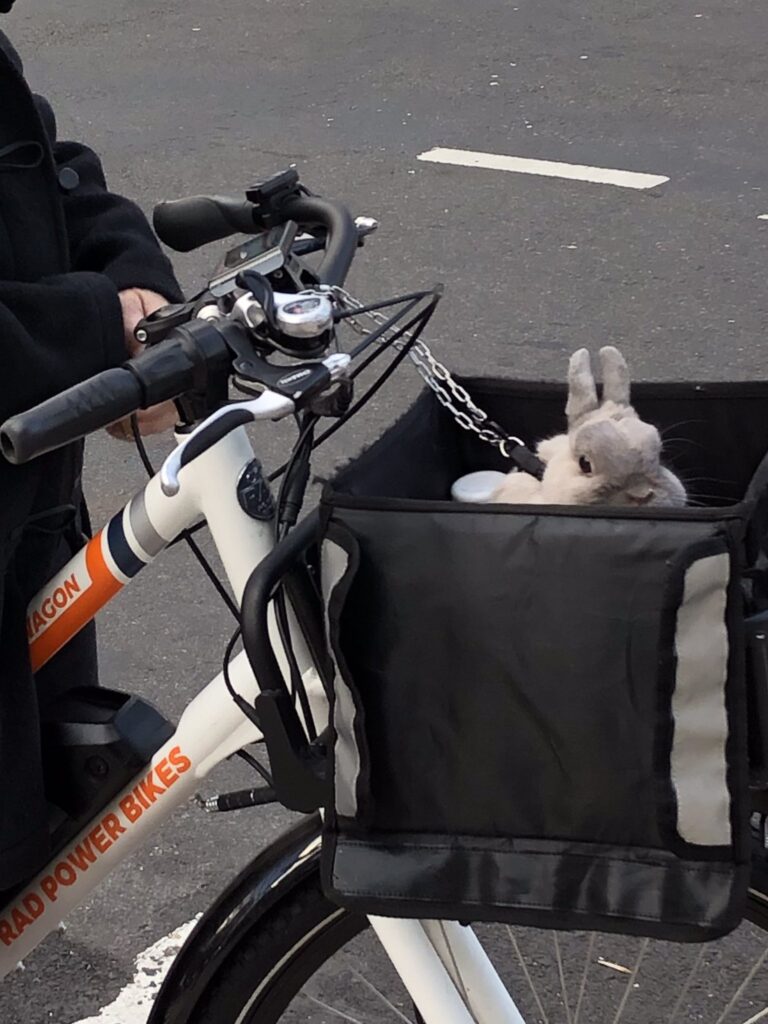 bunny basket