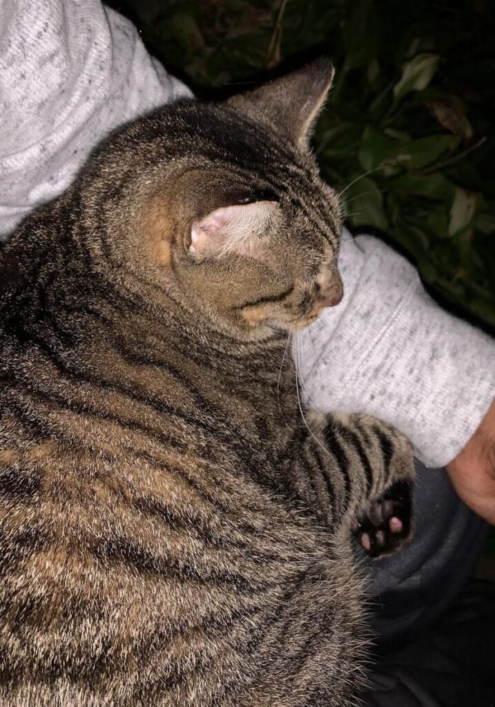 cat