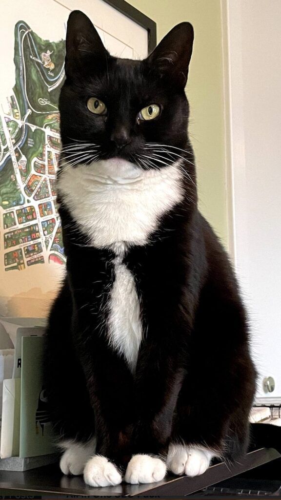 cat