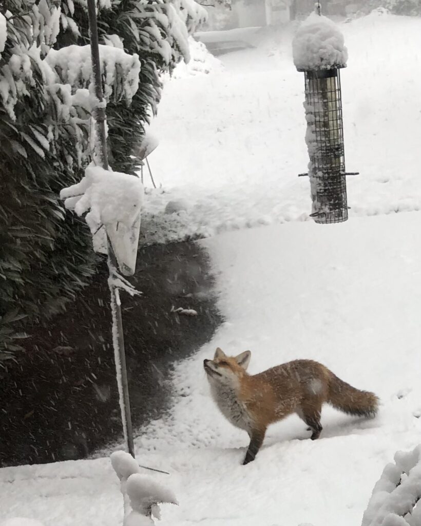 snow fox christopher