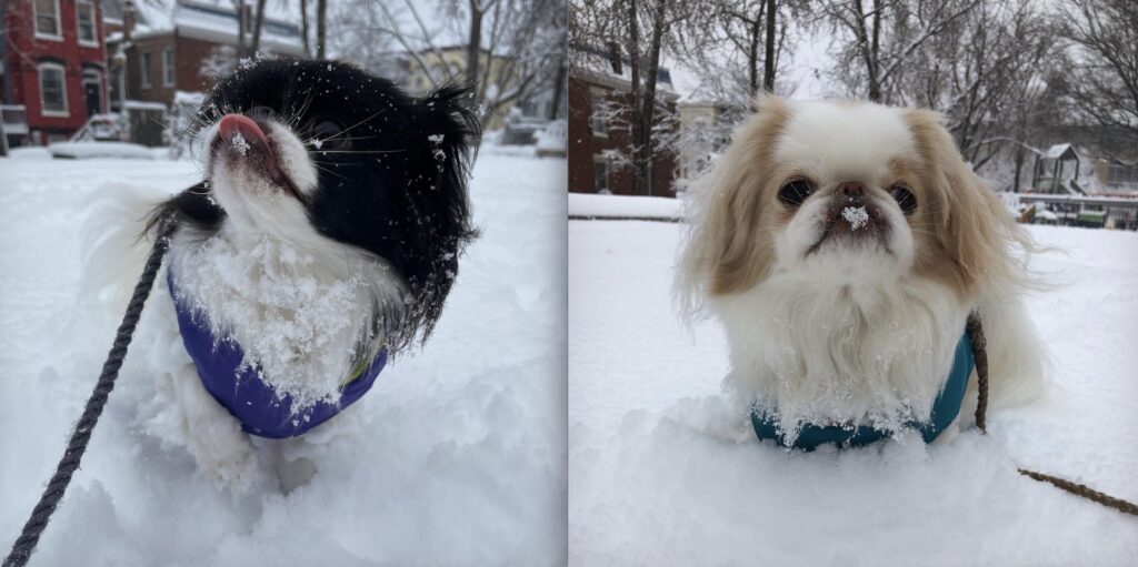 snow pups