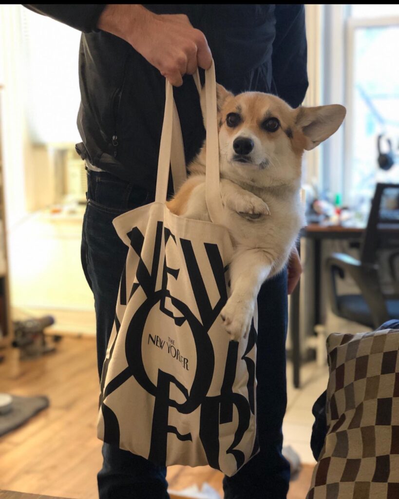 corgi