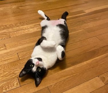 SYLVESTER