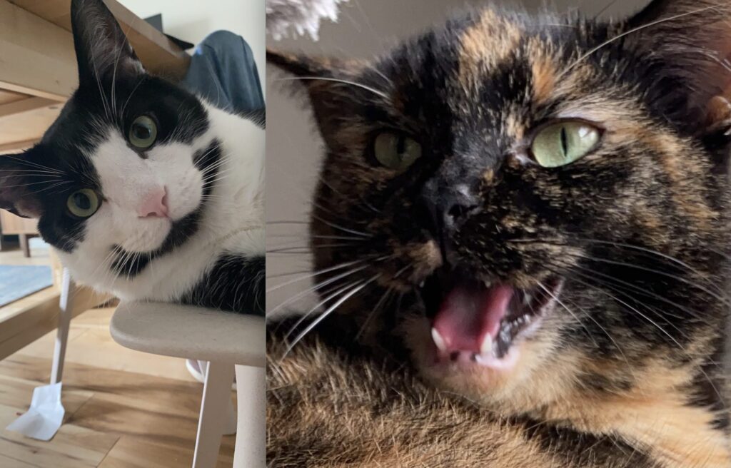 cats
