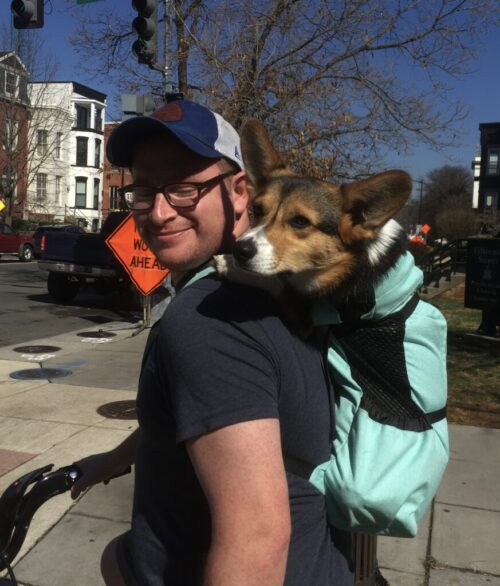 corgi
