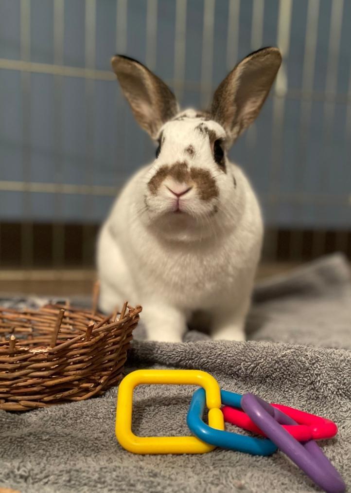 federico