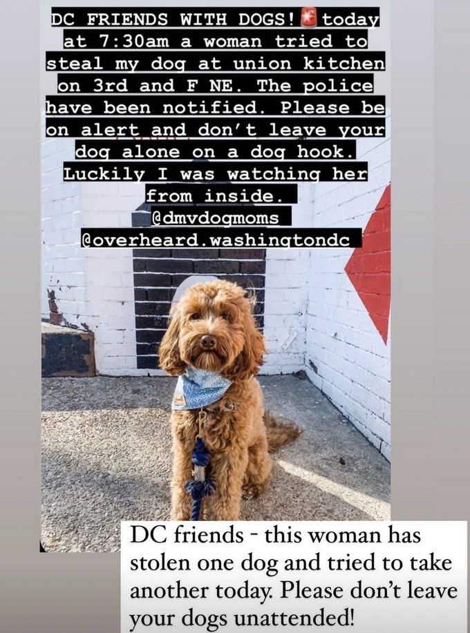 dog stolen