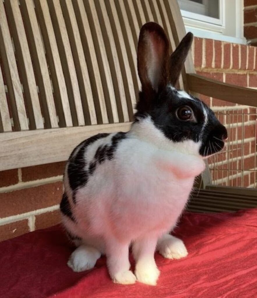 Screebunny