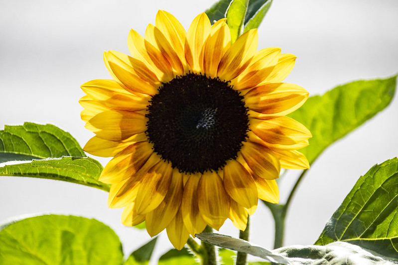 gardening advice popville
