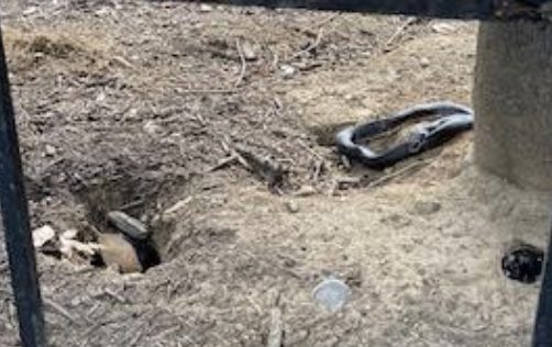 snake rat burrow