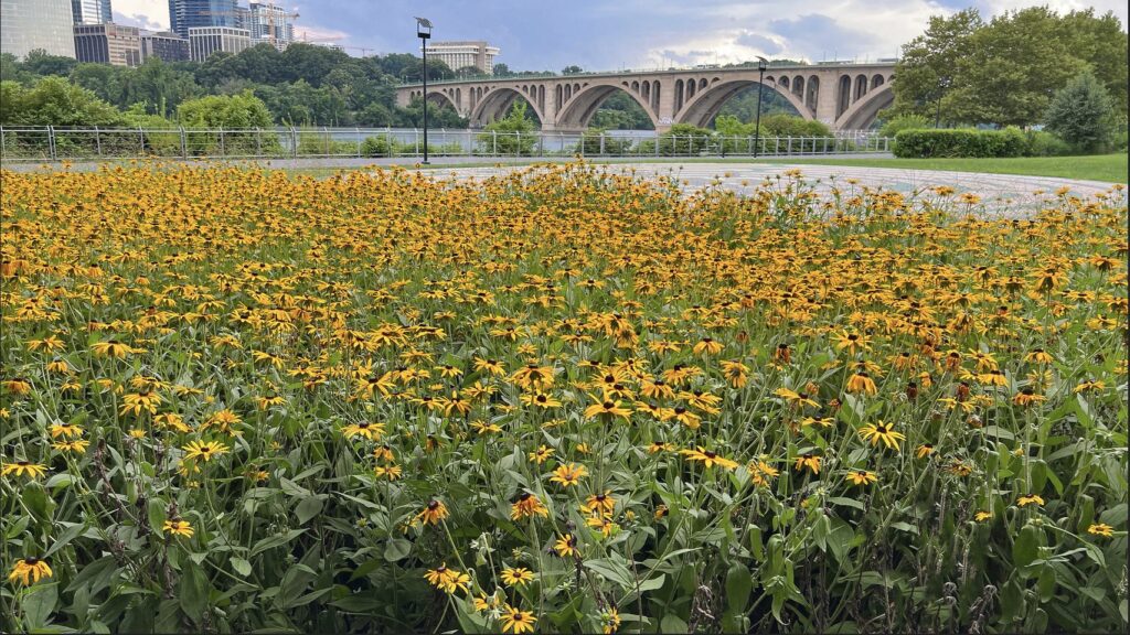 dc_neighborhood_news