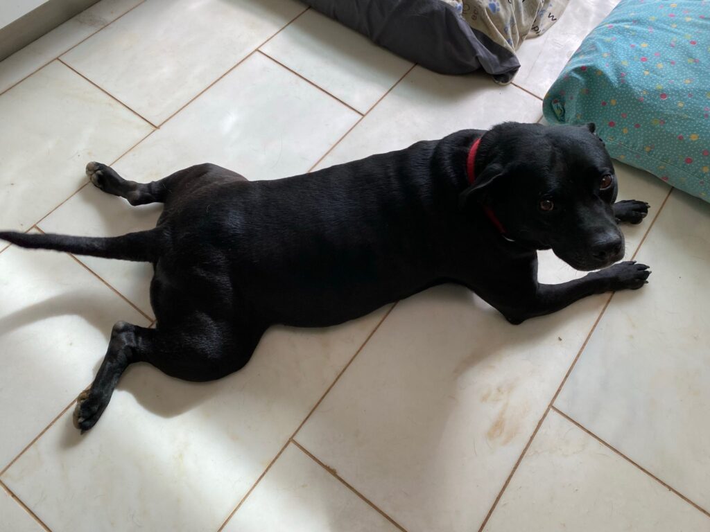 Milo