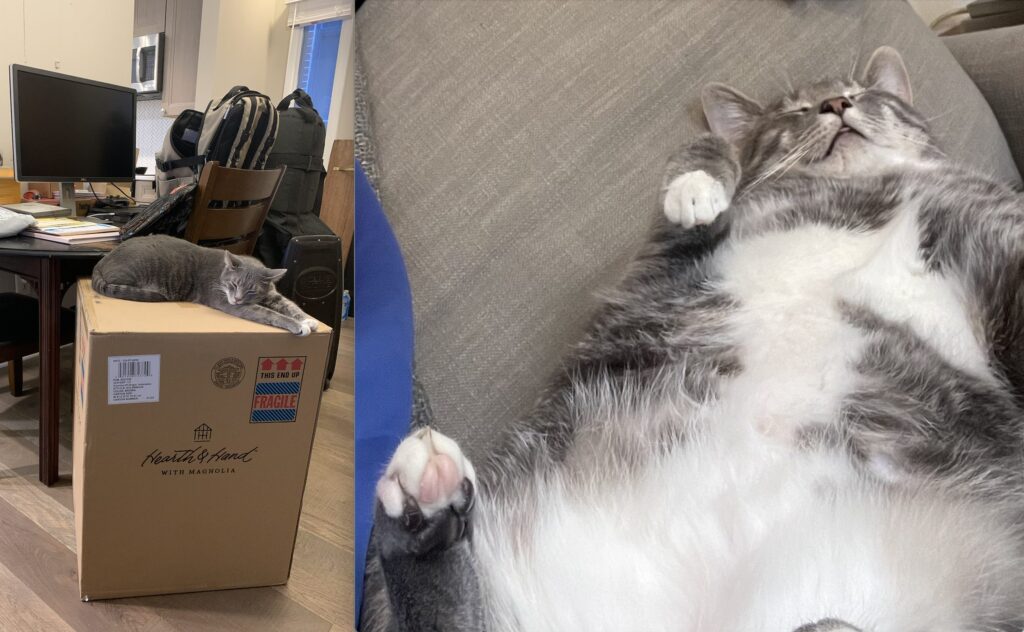cat popville