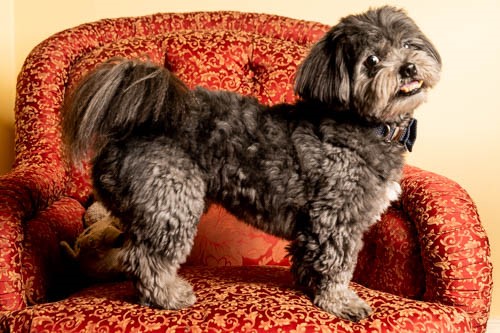 Moxie's portrait